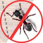 Ant Control Ant Control