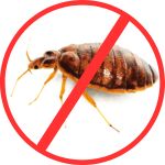 Bed Bugs Treatment Bed Bugs Treatment