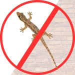 Lizard Control Lizard Control