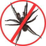 Spider Removal Spider Removal