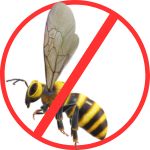 Wasp Control Wasp Control